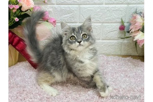 成約済の東京都のラガマフィン-108974の4枚目