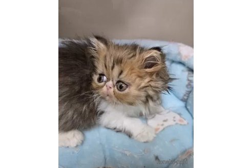 成約済の千葉県のエキゾチックショートヘア-108979の2枚目