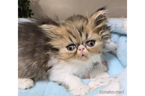 成約済の千葉県のエキゾチックショートヘア-108979の1枚目