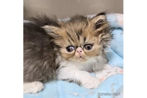 成約済の千葉県のエキゾチックショートヘア-108979の4枚目