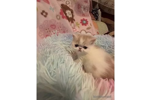 成約済の京都府のエキゾチックショートヘア-108981の3枚目