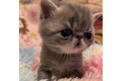 成約済の京都府のエキゾチックショートヘア-108982の5枚目