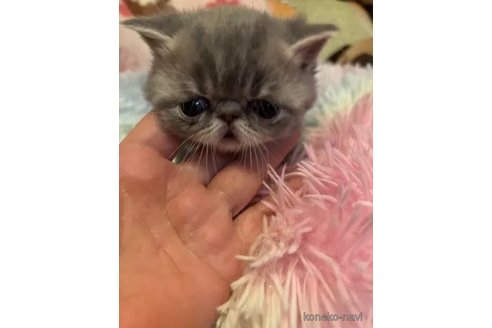 成約済の京都府のエキゾチックショートヘア-108982の3枚目
