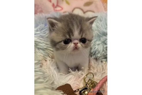 成約済の京都府のエキゾチックショートヘア-108983の4枚目