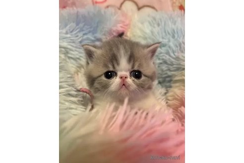 成約済の京都府のエキゾチックショートヘア-108983の5枚目