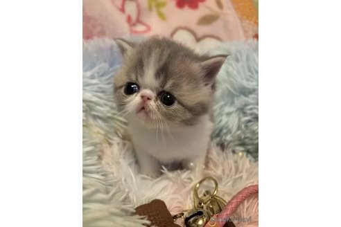 成約済の京都府のエキゾチックショートヘア-108983の2枚目