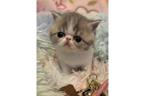 成約済の京都府のエキゾチックショートヘア-108983の3枚目