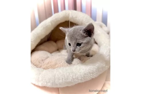 成約済の三重県のロシアンブルー-108984の2枚目