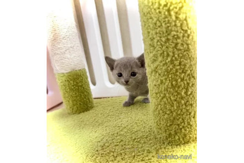 成約済の三重県のロシアンブルー-108984の3枚目
