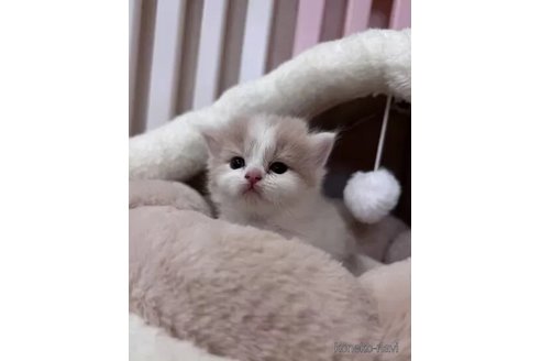 成約済の三重県のスコティッシュフォールド-108986の3枚目