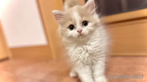 成約済ののスコティッシュフォールド-108986