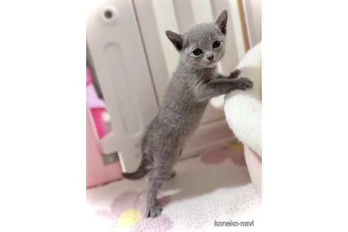 成約済の三重県のロシアンブルー-108987の3枚目