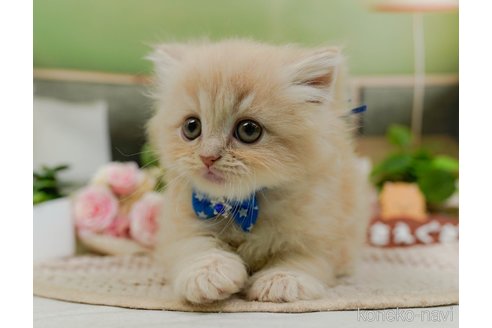 成約済の神奈川県のサイベリアン-108997の18枚目