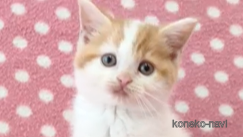 成約済の愛知県のスコティッシュフォールド-109008の1枚目
