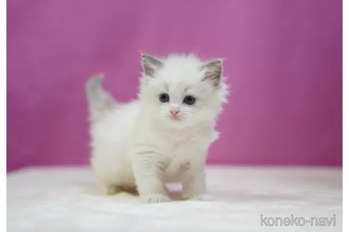 成約済の埼玉県のラグドール-109012の2枚目