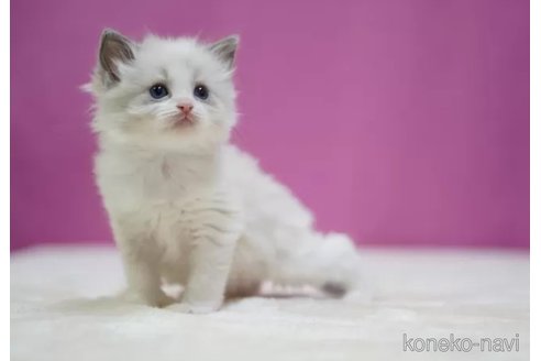 成約済の埼玉県のラグドール-109013の2枚目