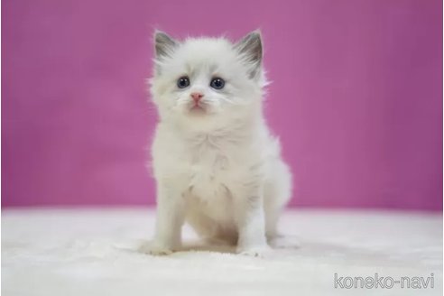 成約済の埼玉県のラグドール-109015の1枚目