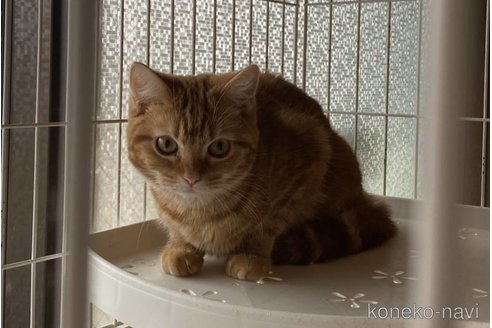 販売中の兵庫県のマンチカン-108149の2枚目