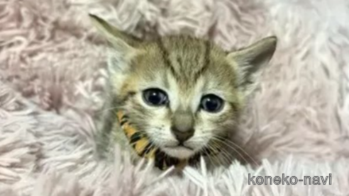 販売中の岐阜県のエジプシャンマウ-109021