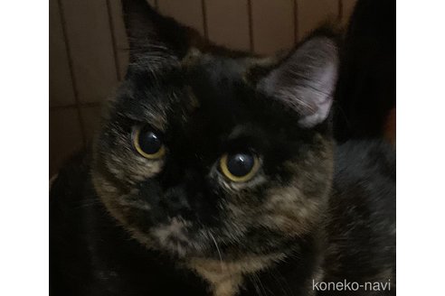 ののスコティッシュフォールド-
