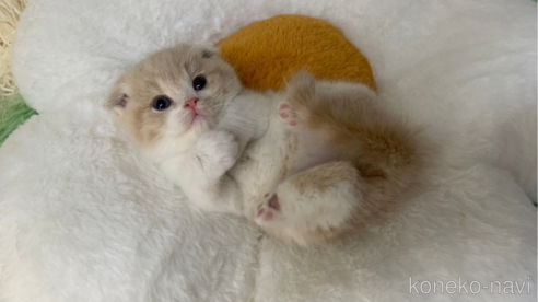 成約済の大阪府のスコティッシュフォールド(折れ耳)-106532の1枚目