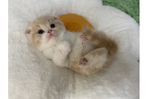 成約済の大阪府のスコティッシュフォールド(折れ耳)-106532の5枚目