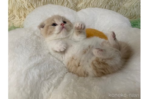 成約済の大阪府のスコティッシュフォールド(折れ耳)-106532の3枚目