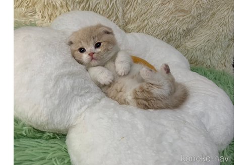 成約済の大阪府のスコティッシュフォールド(折れ耳)-106532の2枚目