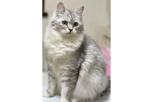 エヴァちゃん1枚目