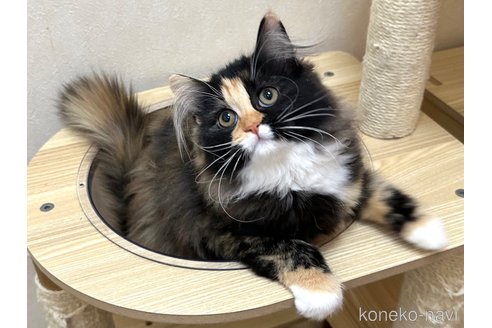 成約済の千葉県のラガマフィン-100165の3枚目