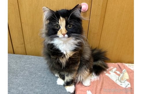 成約済の千葉県のラガマフィン-100165の5枚目