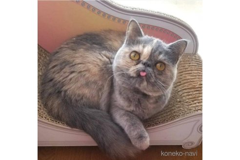 ベロちゃん1枚目