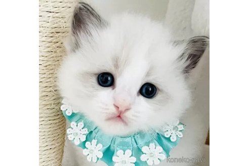 成約済の福島県のラグドール-109056の1枚目
