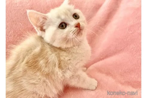 販売中の静岡県のミヌエット-109063の5枚目