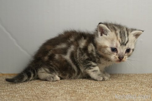 成約済の埼玉県のアメリカンショートヘア-109067の25枚目