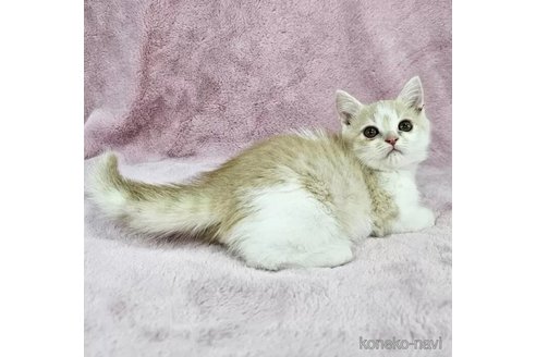成約済の千葉県のマンチカン-109070の5枚目