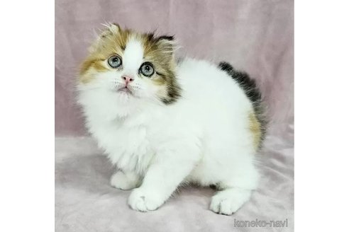 成約済の千葉県のマンチカン-109071の1枚目