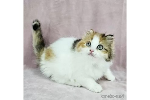 成約済の千葉県のマンチカン-109071の3枚目