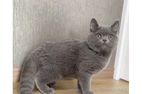 成約済の静岡県のブリティッシュショートヘア-109072の5枚目