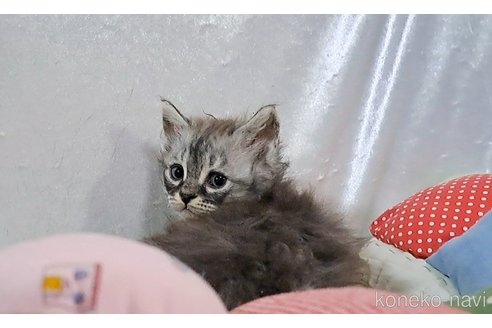 成約済の宮城県のミックス-107076の5枚目