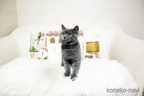 成約済の佐賀県のブリティッシュショートヘア-99520の1枚目