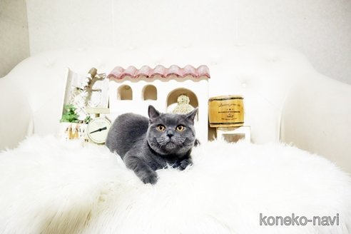 成約済の佐賀県のブリティッシュショートヘア-99520の4枚目