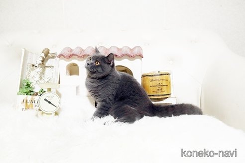 成約済の佐賀県のブリティッシュショートヘア-99520の3枚目