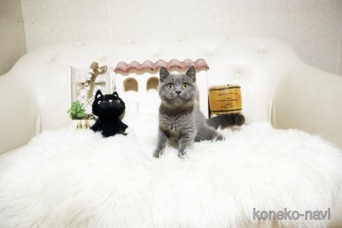 成約済の佐賀県のブリティッシュショートヘア-106280の3枚目