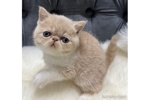 成約済の鹿児島県のエキゾチックショートヘア-108504の1枚目