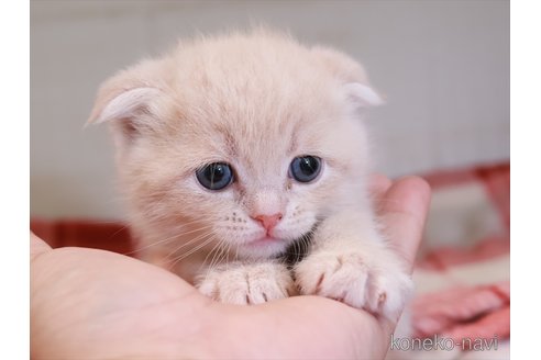 成約済の愛知県のスコティッシュフォールド(折れ耳)-109130の3枚目