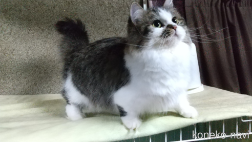 もみじちゃん1枚目