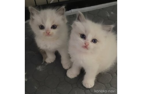 成約済の栃木県のラグドール-109142の4枚目