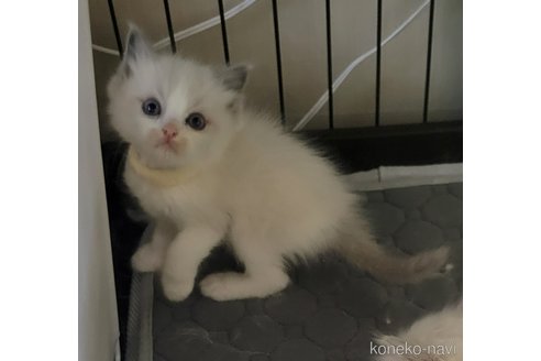 成約済の栃木県のラグドール-109143の1枚目