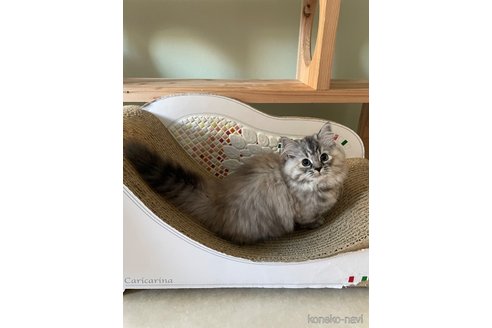 成約済の埼玉県のマンチカン(短足)-104550の3枚目